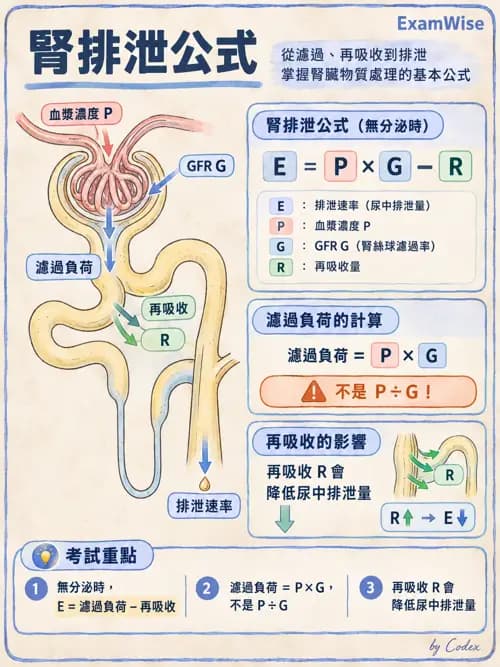 職治 - 腎臟、體液與酸鹼生理 - AI 圖文解析預覽