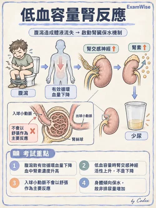 職治 - 腎臟、體液與酸鹼生理 - AI 圖文解析預覽