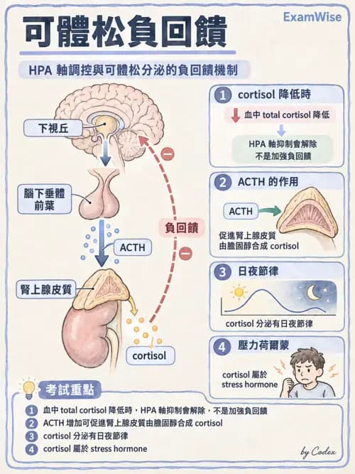 職治 - 內分泌與生殖生理 - AI 圖文解析預覽