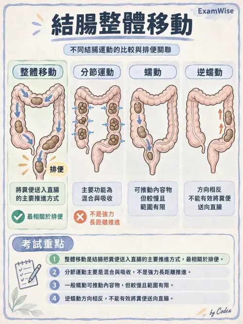 職治 - 消化與代謝生理 - AI 圖文解析預覽