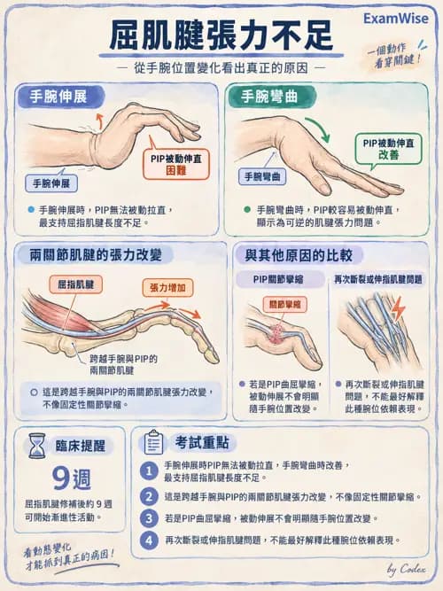 職治 - 手部與周邊神經損傷 - AI 圖文解析預覽