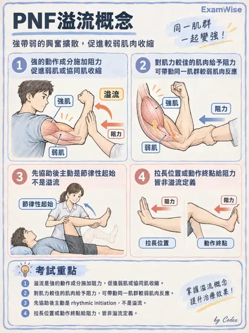 職治 - 神經動作治療理論 - AI 圖文解析預覽