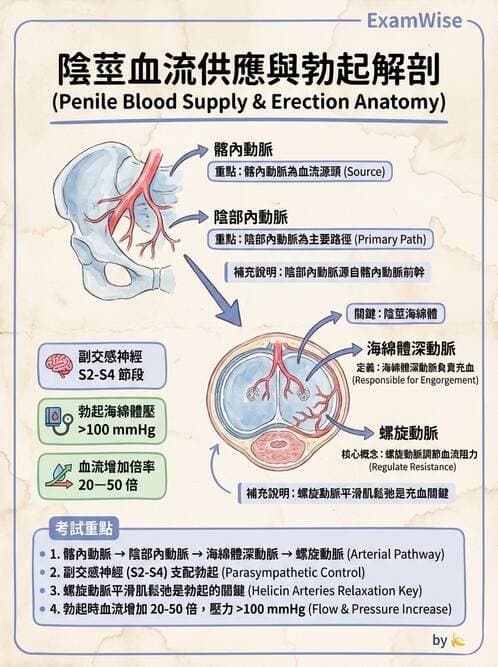 護理師 - 泌尿生殖系統 - AI 圖文解析預覽