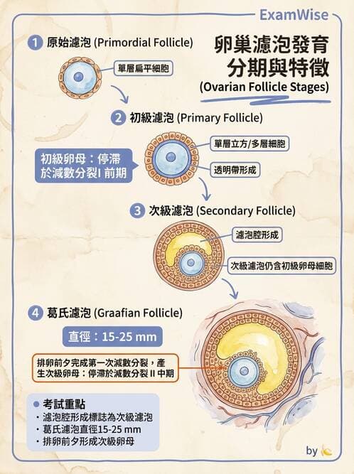 護理師 - 生殖系統 - AI 圖文解析預覽
