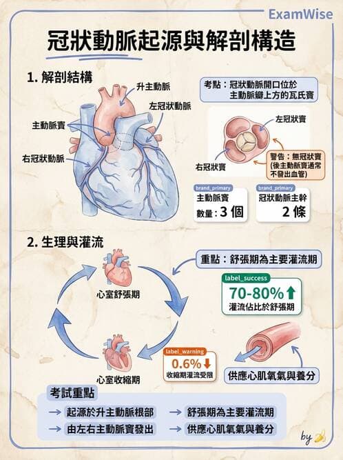 護理師 - 循環系統 - AI 圖文解析預覽