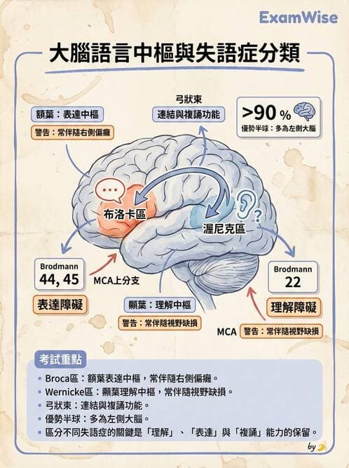 護理師 - 腦功能、自主神經與感覺 - AI 圖文解析預覽