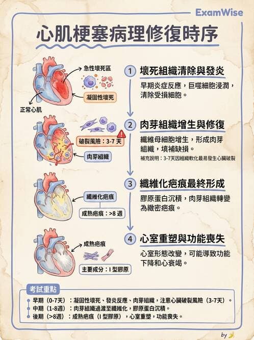 護理師 - 循環系統 - AI 圖文解析預覽