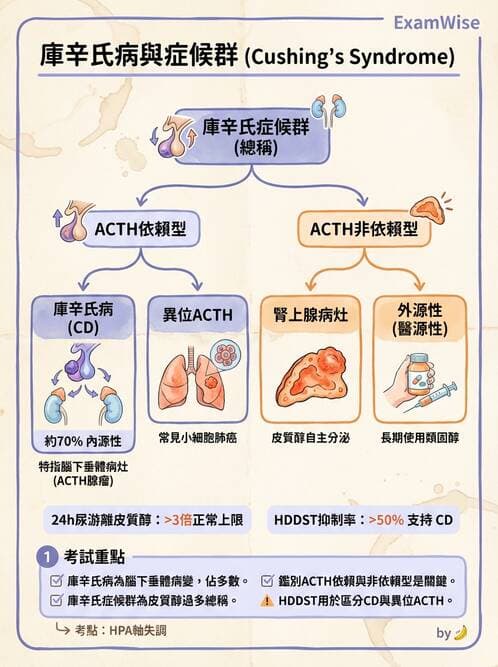 護理師 - 神經及內分泌系統 - AI 圖文解析預覽