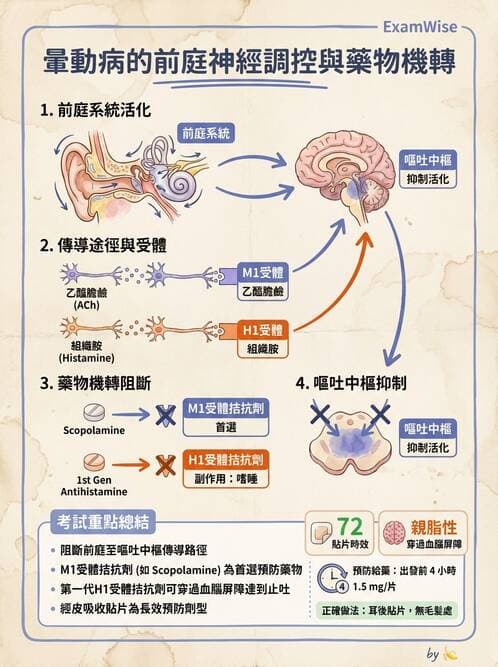 護理師 - 自主神經系統作用藥物 - AI 圖文解析預覽