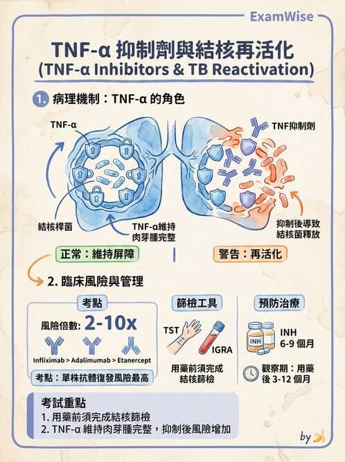 護理師 - 化學治療與免疫調節藥物 - AI 圖文解析預覽