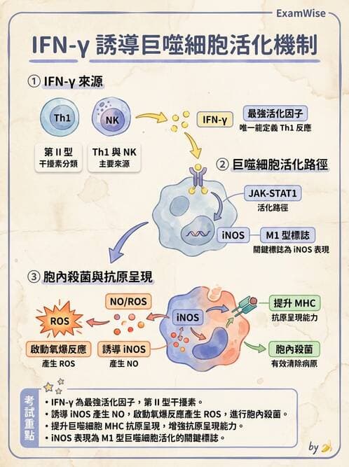 護理師 - 免疫系統組成、抗原-抗體、補體、先天性免疫 - AI 圖文解析預覽