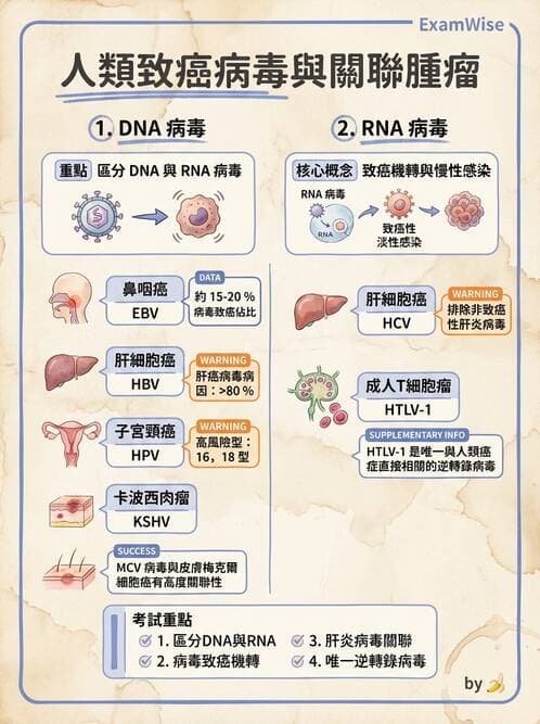 護理師 - DNA 病毒與肝炎病毒 - AI 圖文解析預覽