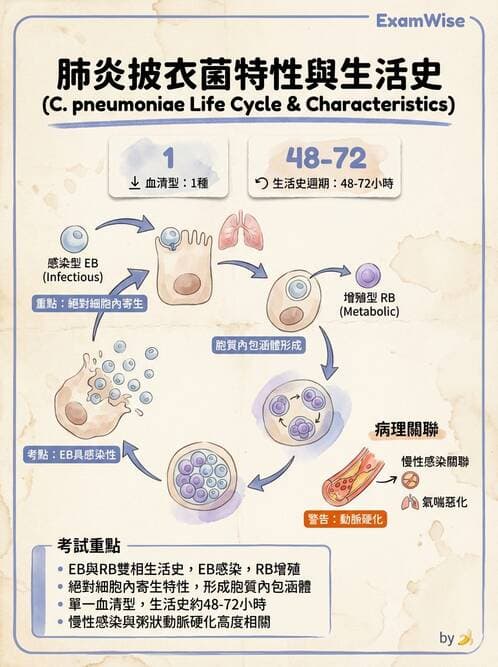 護理師 - 其他細菌 - AI 圖文解析預覽