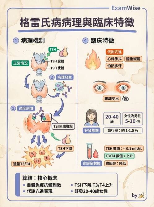 護理師 - 甲狀腺與副甲狀腺疾病 - AI 圖文解析預覽