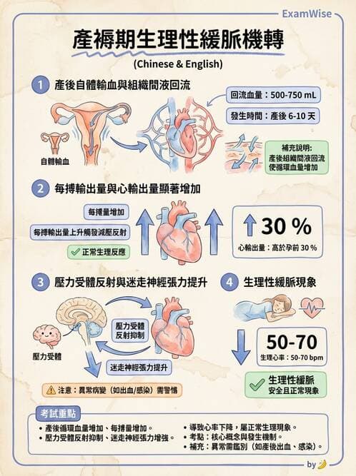 護理師 - 產後生理恢復與護理 - AI 圖文解析預覽
