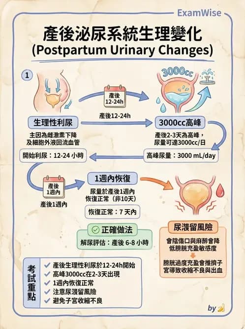 護理師 - 產後生理恢復與護理 - AI 圖文解析預覽