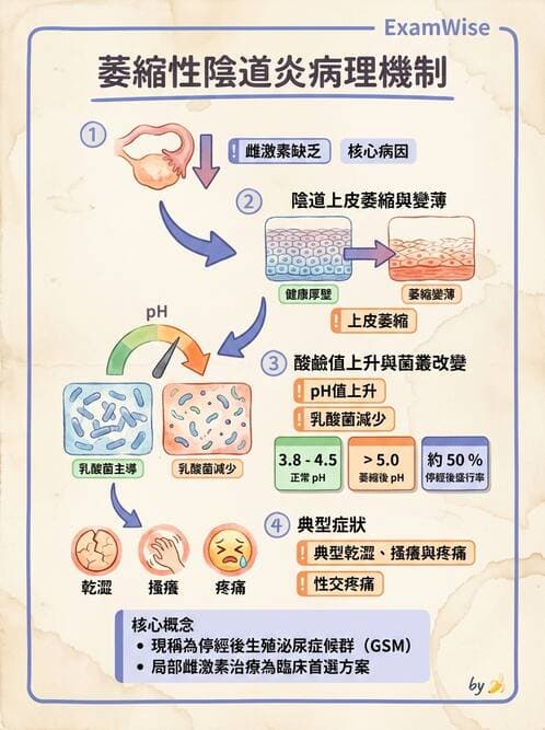 護理師 - 不孕症月經與更年期 - AI 圖文解析預覽