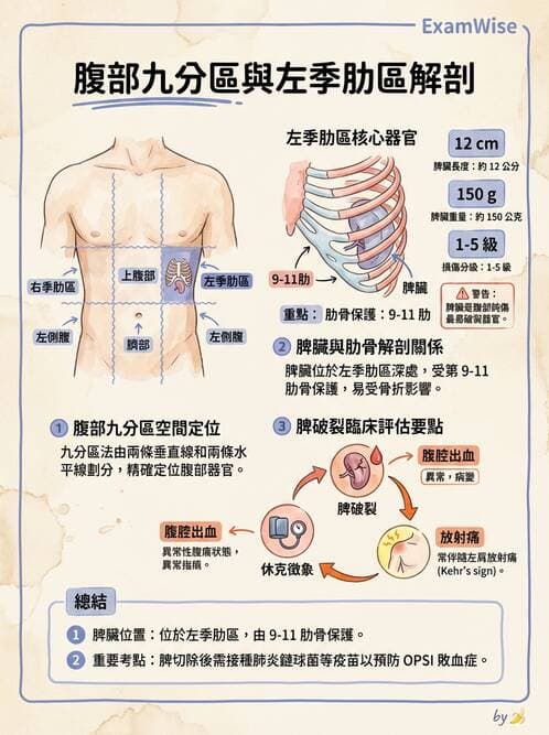 護理師 - 肝膽與腹部血管 - AI 圖文解析預覽