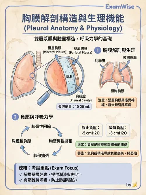 護理師 - 呼吸系統 - AI 圖文解析預覽