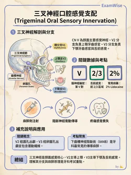 護理師 - 神經系統 - AI 圖文解析預覽