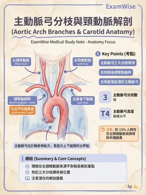 護理師 - 循環系統 - AI 圖文解析預覽