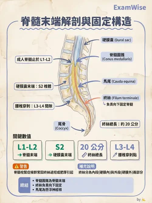 護理師 - 神經傳導、突觸與反射 - AI 圖文解析預覽