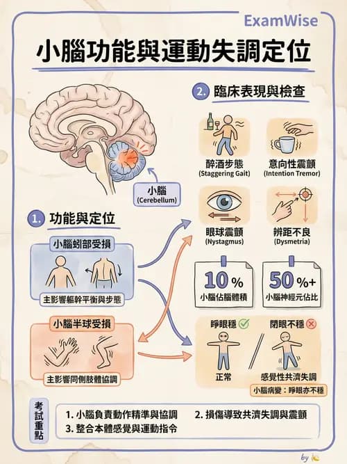 護理師 - 腦功能、自主神經與感覺 - AI 圖文解析預覽