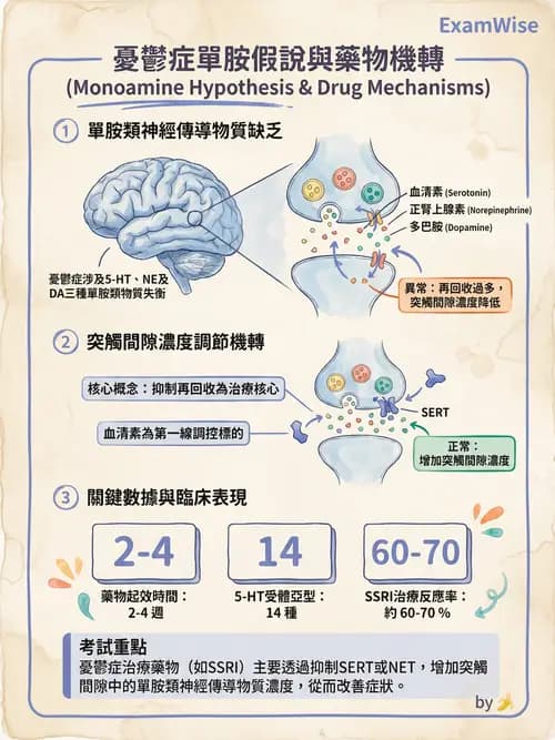 護理師 - 神經傳導、突觸與反射 - AI 圖文解析預覽