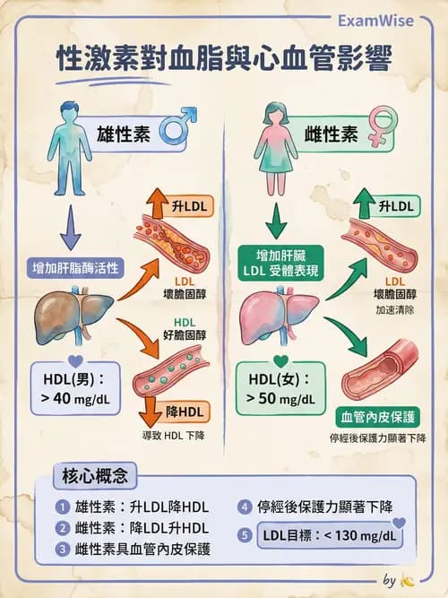 護理師 - 內分泌系統 - AI 圖文解析預覽