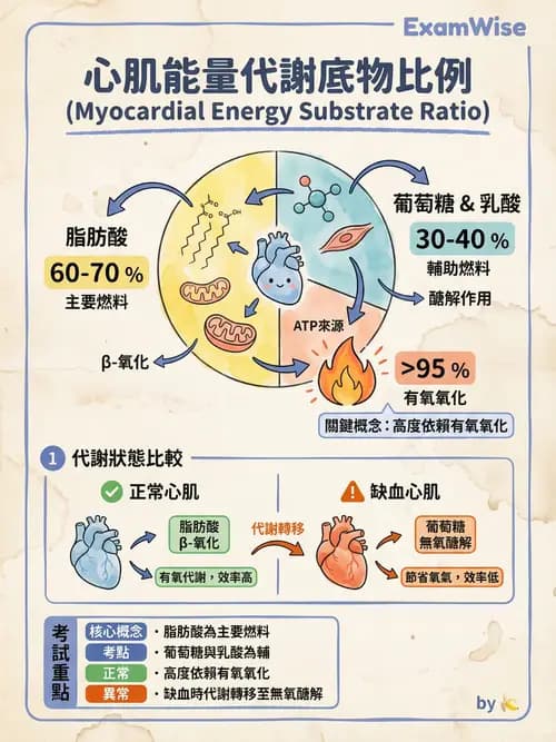 護理師 - 循環系統 - AI 圖文解析預覽