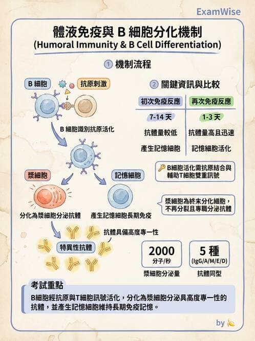 護理師 - 免疫系統組成、抗原-抗體、補體、先天性免疫 - AI 圖文解析預覽