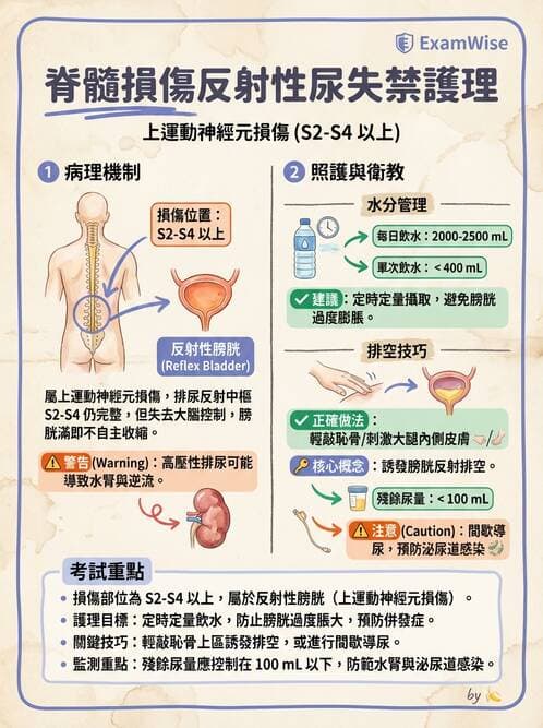 護理師 - 泌尿排泄與導尿護理 - AI 圖文解析預覽