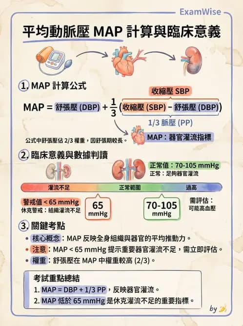 護理師 - 循環評估(脈搏與血壓) - AI 圖文解析預覽