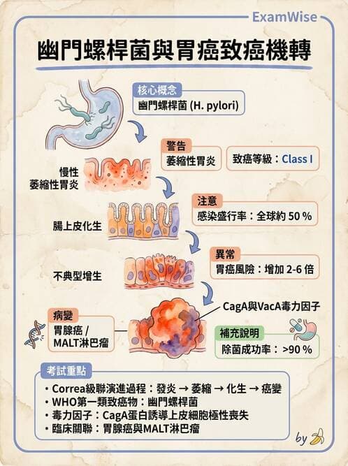 護理師 - 消化系統癌症護理 - AI 圖文解析預覽