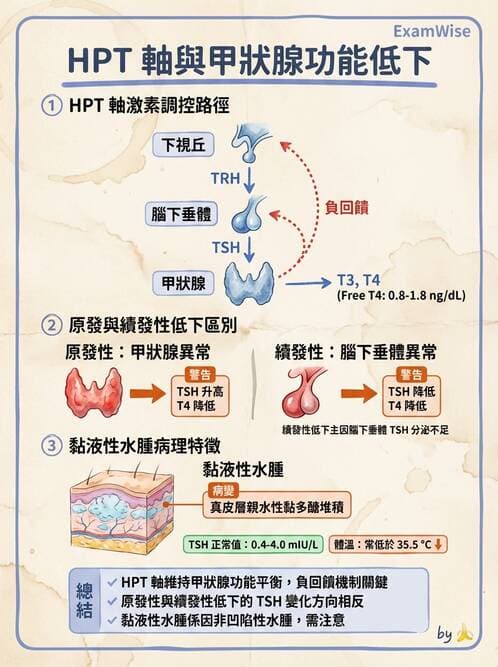 護理師 - 甲狀腺與副甲狀腺疾病 - AI 圖文解析預覽