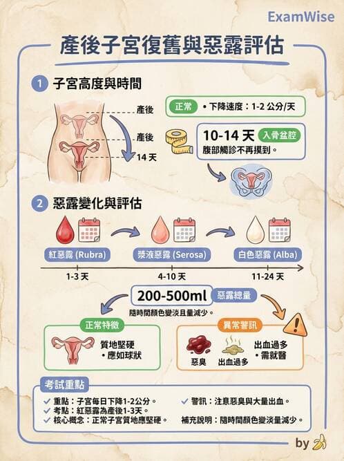 護理師 - 產程機轉與待產護理 - AI 圖文解析預覽