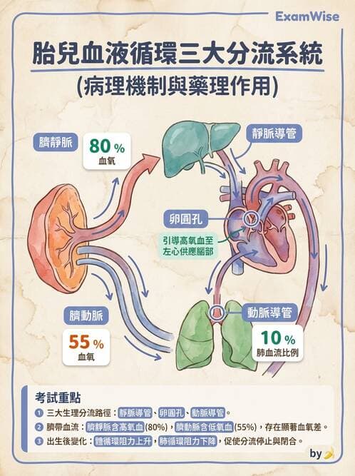 護理師 - 胎兒發育與監測評估 - AI 圖文解析預覽