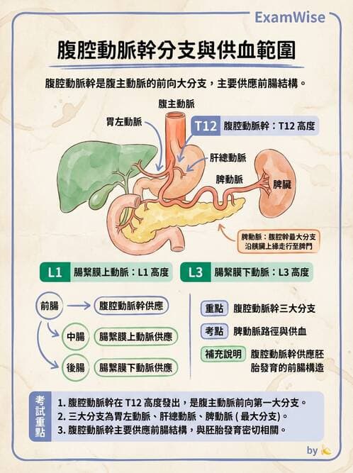 護理師 - 循環系統 - AI 圖文解析預覽