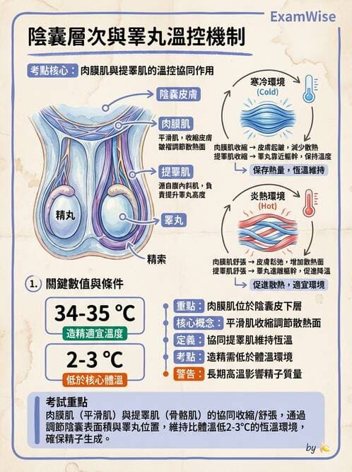 護理師 - 泌尿生殖系統 - AI 圖文解析預覽