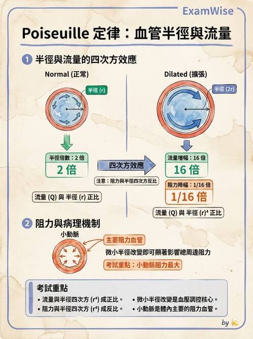 護理師 - 循環系統 - AI 圖文解析預覽