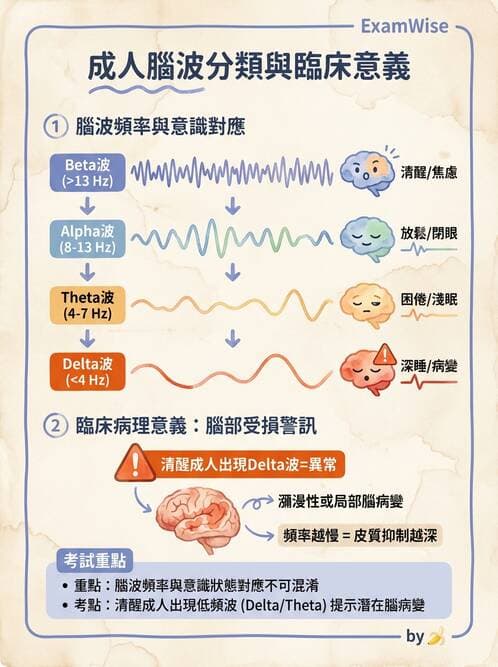 護理師 - 腦功能、自主神經與感覺 - AI 圖文解析預覽