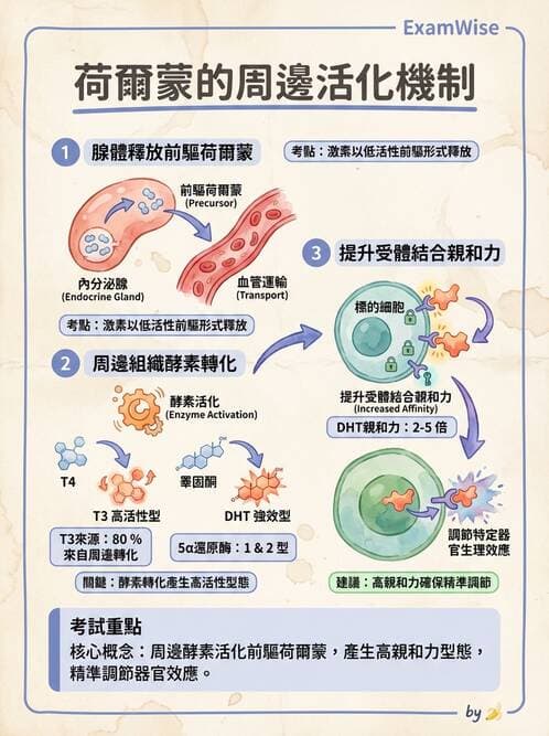 護理師 - 內分泌系統 - AI 圖文解析預覽