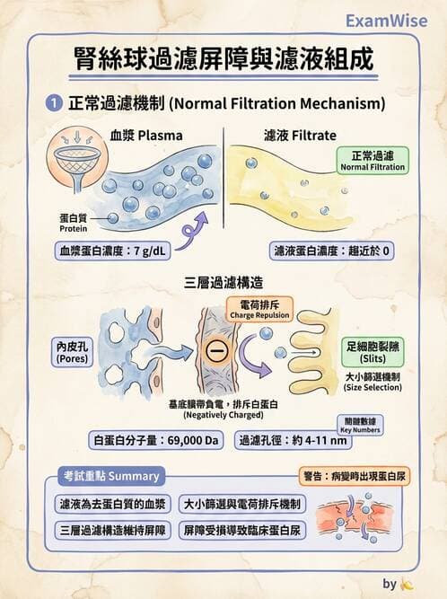護理師 - 泌尿系統 - AI 圖文解析預覽