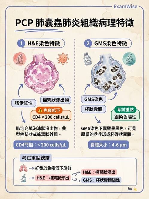 護理師 - 黴菌學概論 - AI 圖文解析預覽