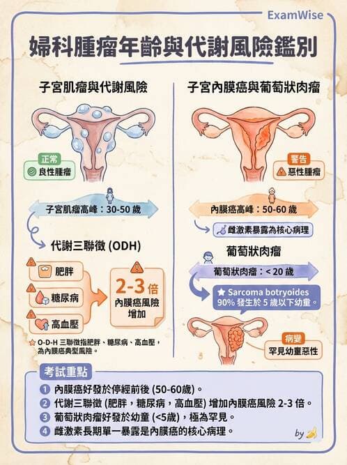 護理師 - 女性生殖系統及乳房 - AI 圖文解析預覽