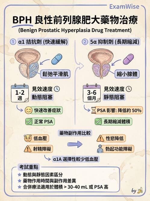 護理師 - 自主神經系統作用藥物 - AI 圖文解析預覽