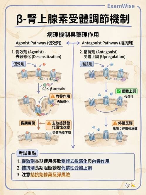 護理師 - 自主神經系統作用藥物 - AI 圖文解析預覽