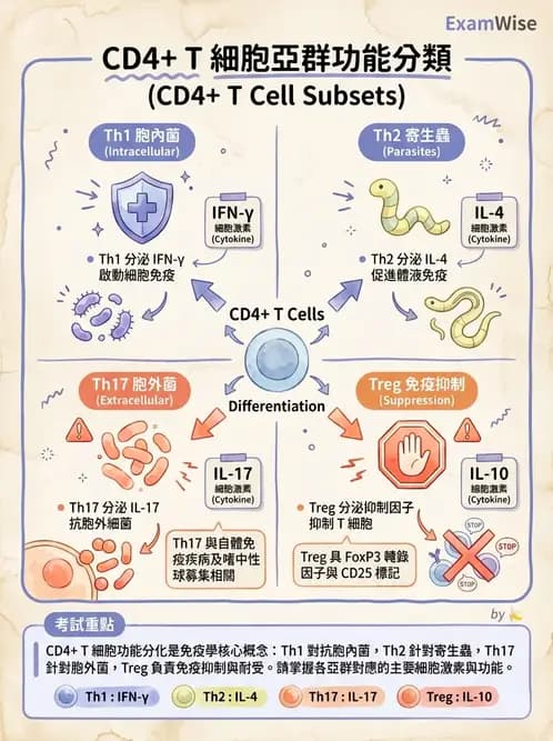 護理師 - 後天性免疫、免疫調節 - AI 圖文解析預覽