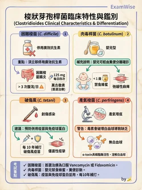 護理師 - 革蘭氏陽性細菌 - AI 圖文解析預覽