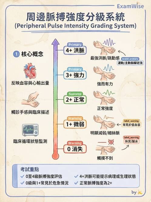 護理師 - 心臟衰竭與心律不整 - AI 圖文解析預覽